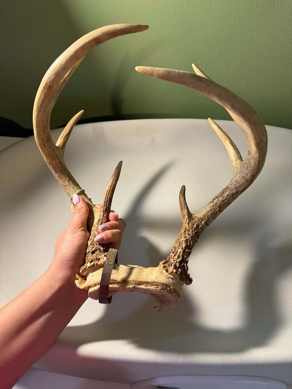 Ohio Deer Antler Mount  Rack
